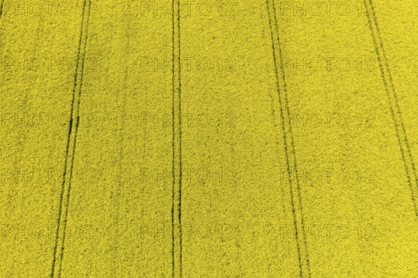 Aerial view of traces in a flowering rape field (Brassica nappa), district of Leipzig, Saxony, Germany, Europe