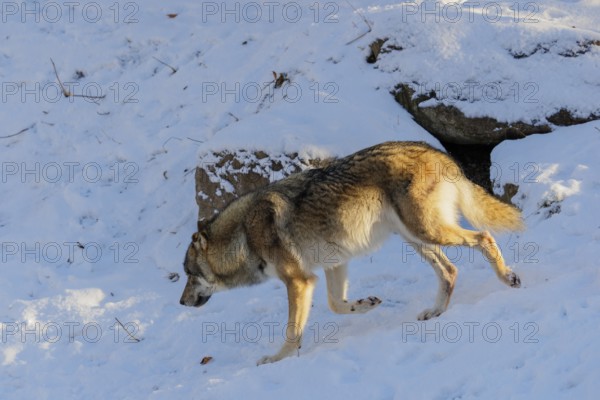 A young grey wolf (Canis lupus lupus) runs across a snow-covered meadow on a cold, sunny day