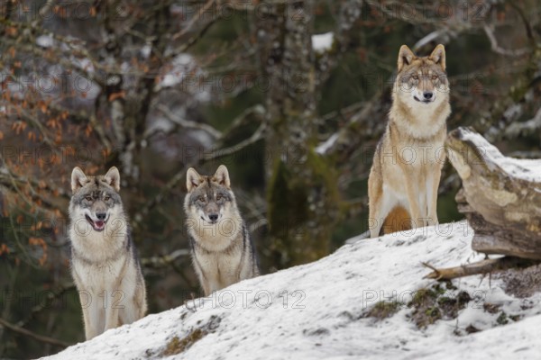 Three grey wolves (Canis lupus lupus) stand on a snow-covered hill behind a fallen tree on a cold, cloudy day. A forest can be seen in the background