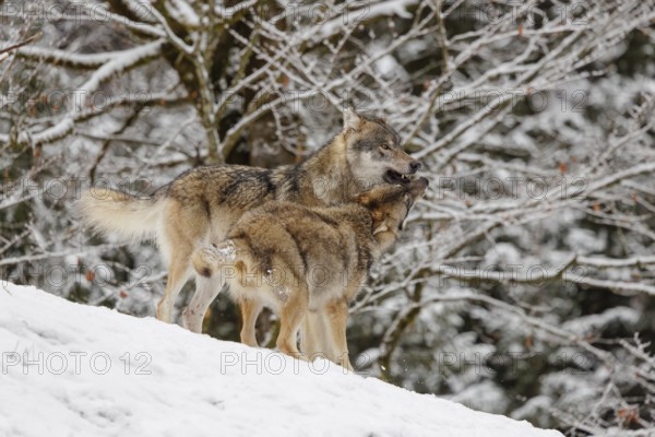 A young grey wolf (Canis lupus lupus) plays with its father on the sloping, snow-covered meadow on a cold, cloudy day