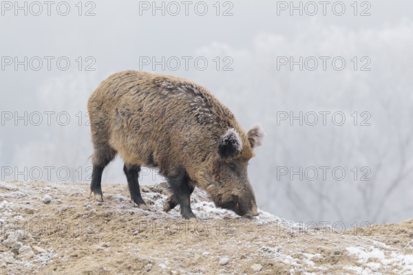 A wild boar (Sus scrofa) searches for food in a frozen field. A forest covered in hoarfrost can be seen in the background
