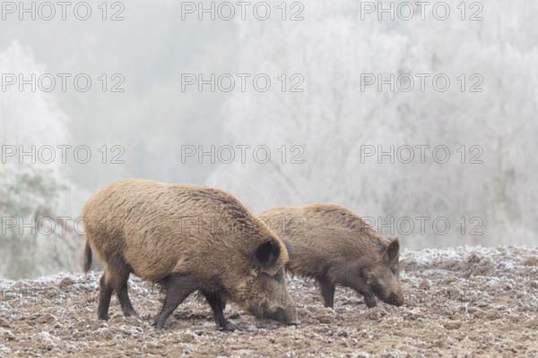 Two wild boars (Sus scrofa) search for food in a frozen field. A forest covered in hoarfrost can be seen in the background