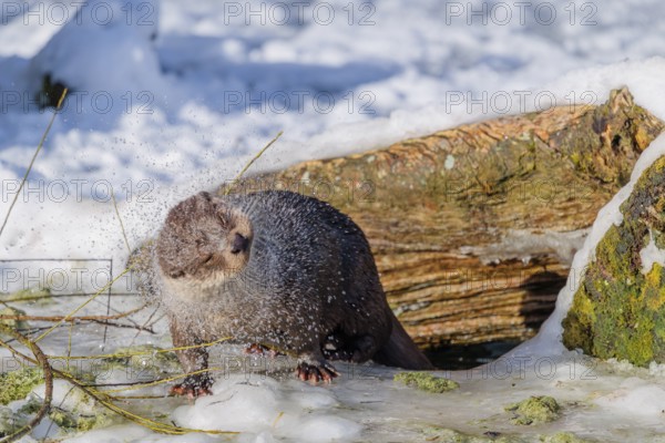 On a sunny day, an otter (Lutra lutra) sits on the ice of a frozen river in front of the root of a dead tree and shakes the water off its fur