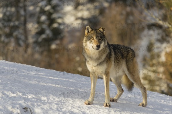 An adult male grey wolf (Canis lupus lupus) stands on a sloping, snow-covered meadow at the edge of a forest on a cold, sunny day