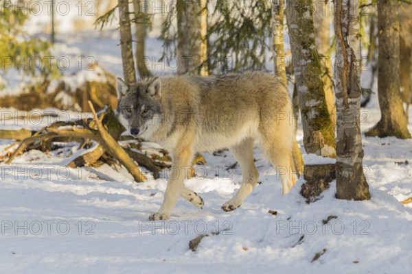 A young grey wolf (Canis lupus lupus) walks across the snowy forest floor on a cold, sunny day