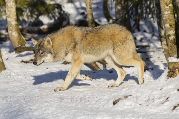 A young grey wolf (Canis lupus lupus) walks across the snow-covered meadow at the edge of the forest on a cold, sunny day