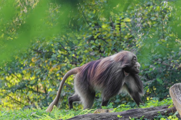 An adult male gelada (Theropithecus gelada), or bloodheart monkey, runs across a green meadow. A green forest can be seen in the background
