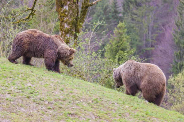 A female and a male eurasian brown bear (Ursus arctos arctos) meet each other the first time on a small ridge