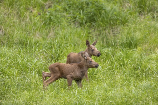 Two baby moose or elk, Alces alces, (19 days old, born May 8, 2020) walking through tall fresh green grass