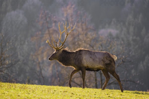 An Altai maral stag, Altai wapiti or Altai elk (Cervus canadensis sibiricus) stands in a meadow in the late light of the day