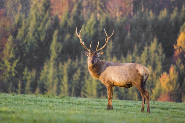 An Altai maral stag, Altai wapiti or Altai elk (Cervus canadensis sibiricus) stands on a meadow in the very first light of the day. Trees in autumn colors stand in the background