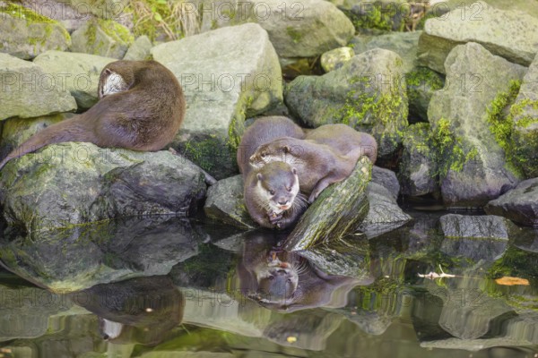 Three oriental small-clawed otter or Asian small-clawed otter (Aonyx cinerea) are standing on a rocky shore, one of them is eating a fish The otters are reflected in the smooth water