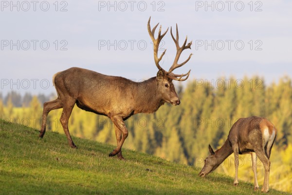 A red deer stag (Cervus elaphus) runs across a meadow in the beautiful morning light, down a hill towards a grazing hind
