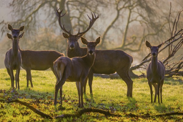 A herd of red deer hind and a stag (Cervus elaphus) stand backlit on a meadow. Early morning light with a forest in mist and fall foliage in the background