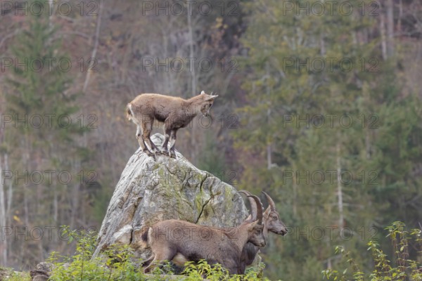 Two male ibex (Capra ibex) standing on a cloudy day on a green meadow on top of a hill. A young ibex stands on a rock behind them. A forest in fall foliage can be seen in the background