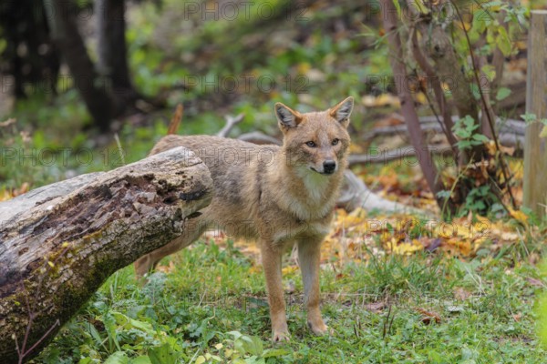 A golden jackal (Canis aureus) stands behind a rotting tree lying on the ground between bushes and rocks at the edge of the forest