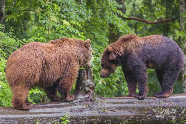 A male and a female Eurasian brown bear (Ursus arctos arctos) meet on a rotting log lying on the ground