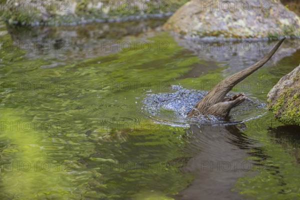 One Eurasian otter (Lutra lutra), walking over a mossy rock and jumps into the water. Green vegetation and rocks around him