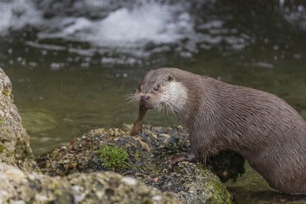 One Eurasian otter (Lutra lutra), sitting on a rock and feeding on a fisch. A little cascade in the background
