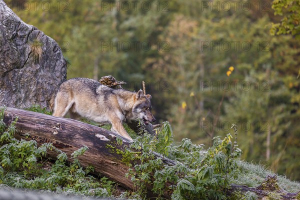 A Eurasian gray wolf (Canis lupus lupus) stretches out on a frosty morning on top of a hill, next to a rotting tree lying on the ground