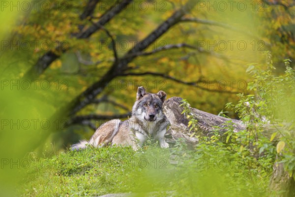 A Eurasian gray wolf (Canis lupus lupus) lies on top of a small hill between rocks and rotting tree trunks. Behind it you can see a tree in intense autumn colors