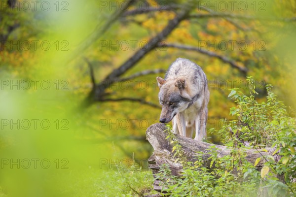 A Eurasian gray wolf (Canis lupus lupus) stands on a lying tree trunk on top of a small hill, framed by leaves. Behind it is a tree in intense autumn colors