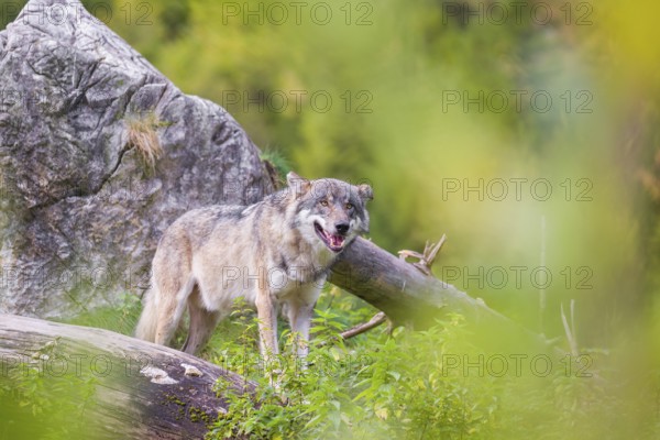 A Eurasian gray wolf (Canis lupus lupus) stands, framed by leaves, on a hill between rocks and rotting tree trunks. Behind it lies a forest in intense autumn colors