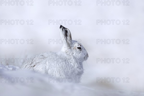 Mountain hare, alpine hare, snow hare (Lepus timidus) in white winter pelage resting in the hills in late winter, Cairngorms National Park, Scotland, United Kingdom, Europe