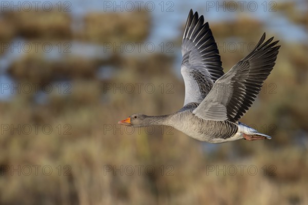 Greylag goose (Anser anser), Sweden, Europe