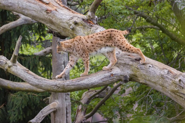 A Eurasian lynx (Lynx lynx) runs up a dead tree lying at an angle