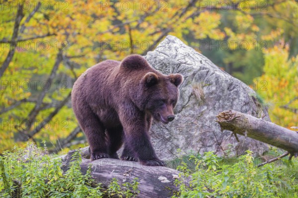 A young male Eurasian brown bear (Ursus arctos arctos) stands on a hill between rotting logs and rocks. A tree in fall foliage stands in the background