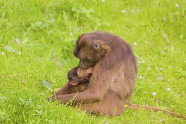 A female Gelada (Theropithecus gelada), or bleeding-heart monkey with her baby sits in a flowering meadow