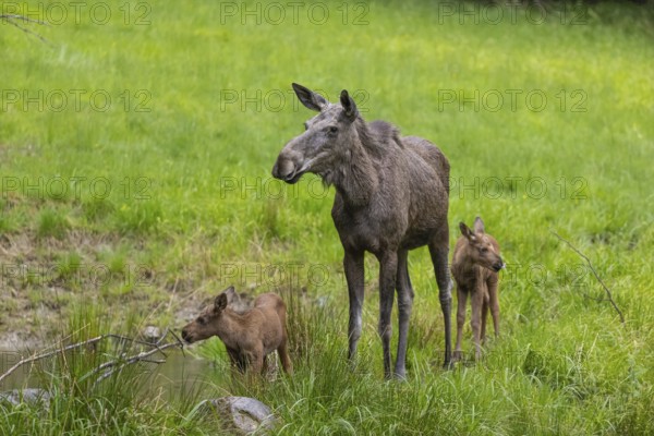 Two baby moose or elk (19 days old, born May 8, 2020) and their mother, Alces alces, standing on a meadow with fresh green grass. Taken care of by their mother