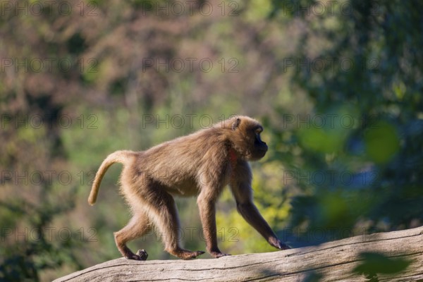 One female Gelada (Theropithecus gelada), or bleeding-heart monkey balancing on a log. A green forest in the distant background