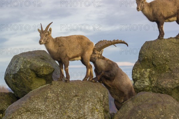 Two ibex (Capra ibex), a male and a female, stand on a rock. The male shows some flehming and sniffs on the female