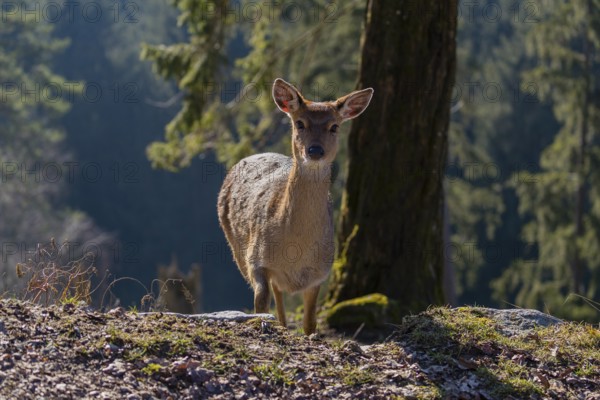 One female Manchurian sika deer or Dybowski's sika deer (Cervus nippon mantchuricus or Cervus nippon dybowskii) stands at a forest edge on hilly ground. Backlight
