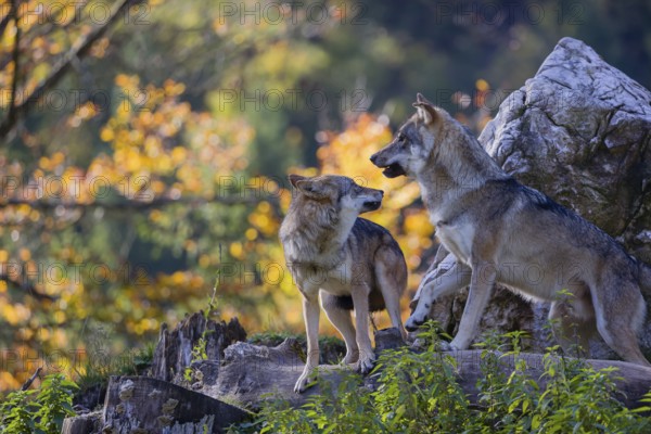 Two eurasian gray wolves (Canis lupus lupus) stand on a log in front of a white rock, showing some social behaviour. Intensive fall colours in the background