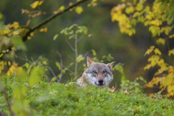 One eurasian gray wolf (Canis lupus lupus) stands on a hill, observing the area. A forest in fall colours in the background