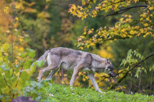 An adult male eurasian gray wolf (Canis lupus lupus) runs on hilly terrain on a green meadow, framed by colorful fall foliage