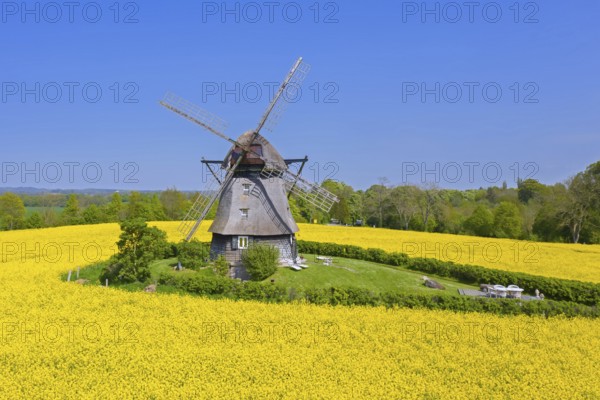 Farver Mühle, Farver windmill, smock mill in flowering rape field at Wangels, municipality in district Ostholstein, Schleswig-Holstein, Germany, Europe