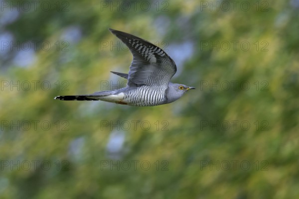 Common cuckoo (Cuculus canorus) adult male flying in forest in spring