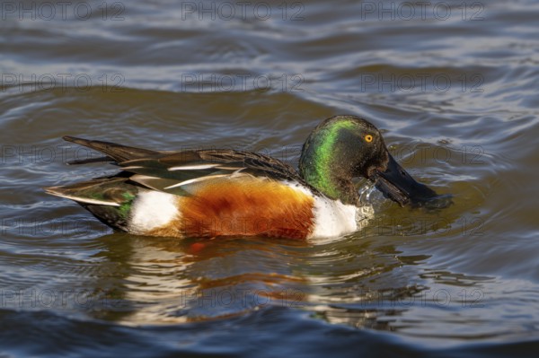 Northern shoveler (Spatula clypeata) adult male skimming crustaceans and plankton from the water's surface with lamellae in bill that act like sieves