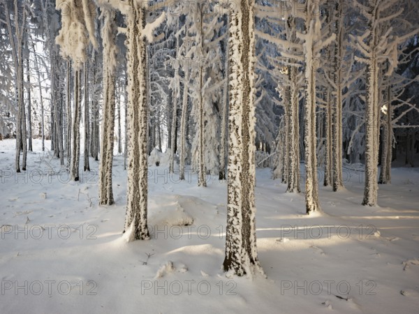 Forest in the snow and hoarfrost, Horben, Beinwil, Freiamt, Canton Aargau, Switzerland, Europe