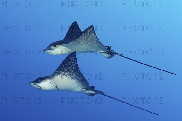 Spotted eagle ray (Aetobatus narinari), pair, swimming in the open sea, Tuamotu Archipelago, French Polynesia, South Pacific, Pacific Ocean, Oceania