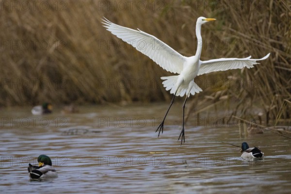 Great White Egret (Egretta alba) Germany
