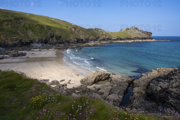 Coastal landscape. View of Treen Cove with its sandy beach and the headland of Gurnard's Head. In the foreground blooming sea carnations (Armeria maritima) and other wildflowers. Cornwall, England, Great Britain