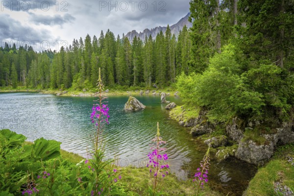 Lake carezza with turquoise water surrounded by fir trees and latemar mountain range in background, dolomites, italian alps