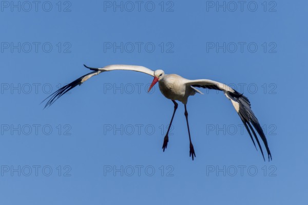 Stork in flight with outstretched wings in front of a bright blue sky, white stork (Ciconia ciconia), wildlife, Germany, Europe