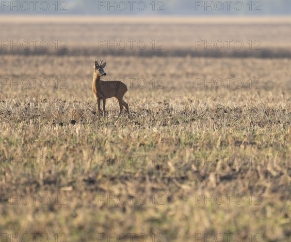 Roe deer (Capreolus capreolus), roebuck standing on a harvested field, wildlife, Thuringia, Germany, Europe