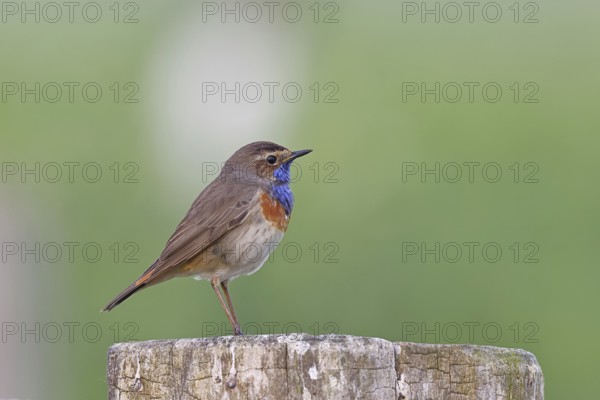 Bluethroat (Luscinia svecica cyanecula), male, on a pasture fence post, wildlife, Lembruch, Ochsen Moor, Dümmer nature park Park, Lower Saxony, Germany, Europe